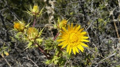 Berkheya spinosissima spinosissima