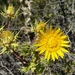 Common Horrid African Thistle - Photo (c) Ryan Tippett, some rights reserved (CC BY-NC), uploaded by Ryan Tippett
