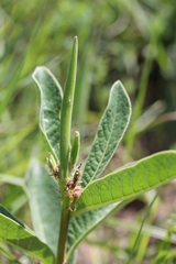 Raphionacme galpinii