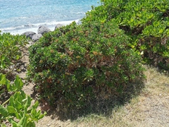 Psiadia dentata