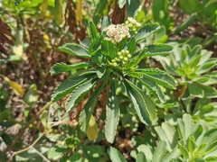 Psiadia dentata