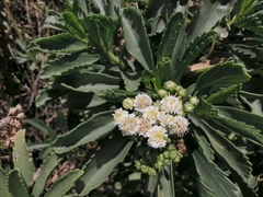 Psiadia dentata