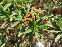 Psiadia dentata