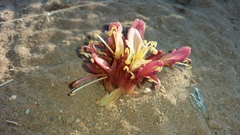 Hyobanche