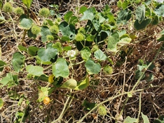 Dysosmia