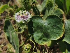 Dysosmia