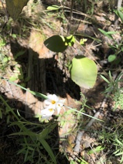 Sisyrinchieae