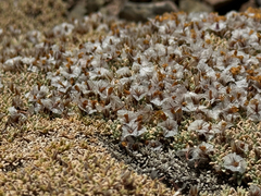 Acantholimon diapensioides, photograph (c) Cody Hinchliff, some rights reserved (CC BY)