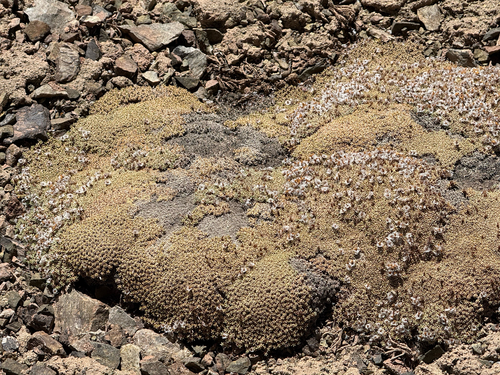 Acantholimon diapensioides, photograph 6
