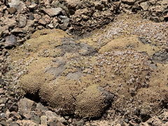 Acantholimon diapensioides, photograph (c) Cody Hinchliff, some rights reserved (CC BY)