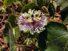 Dysosmia