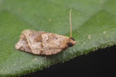 Neocalyptis affinisana