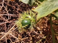 Dysosmia