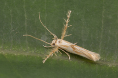 Stathmopodidae