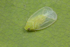 Kallitaxila granulata