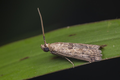 Indomyrlaea ferreotincta