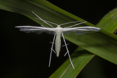 Pterophorus lacteipennis
