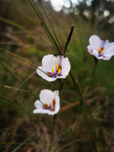 Langeberg Capeblue (Aristea cistiflora)