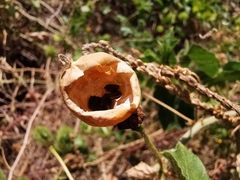 Dysosmia
