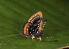 Sarota lasciva