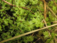 Rhodobryum