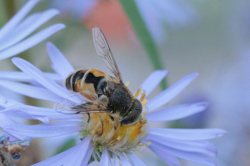 Unknown species found near Lincoln City Yard, OR, USA