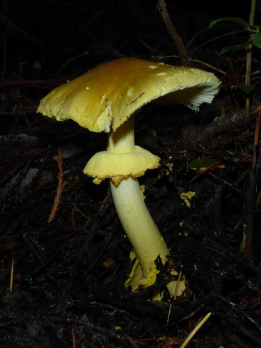 Western Yellow-veiled Amanita