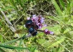 Xylocopa splendidula