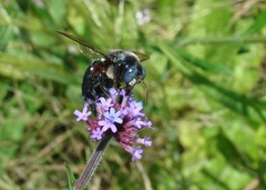Xylocopa splendidula
