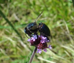 Xylocopa splendidula