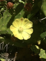 Opuntia arechavaletae