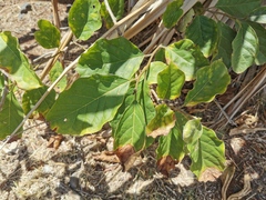 Ehretia cymosa