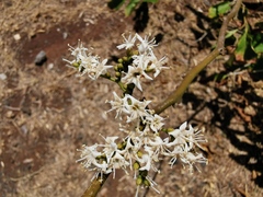 Ehretia cymosa