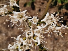 Ehretia cymosa