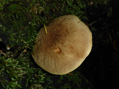 Boletus subtomentosus image