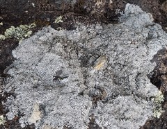 Lecanora gangaleoides