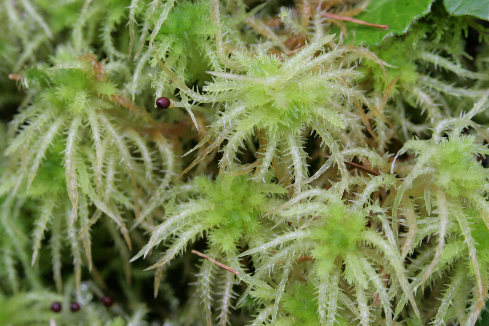 sphagnum moss (Forest Lodge Nature Trail) · iNaturalist