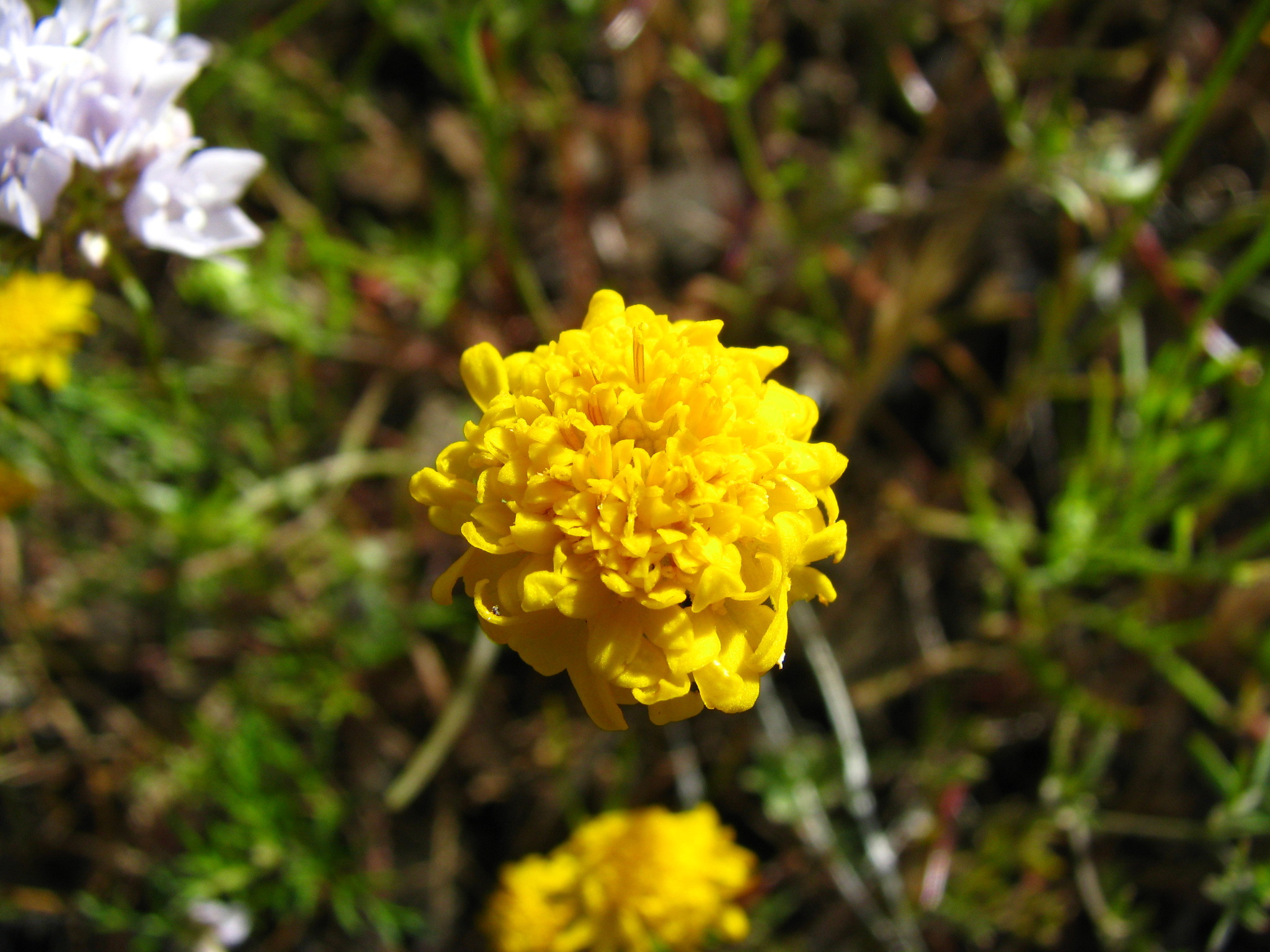 Chaenactis glabriuscula var. lanosa