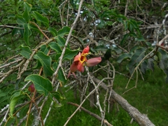 Dolichandra cynanchoides