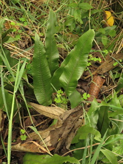 Serpocaulon levigatum
