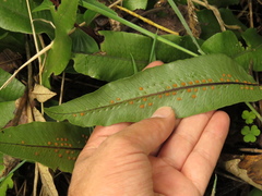 Serpocaulon levigatum