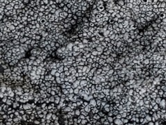 Lecanora gangaleoides