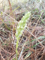 Dichromanthus michuacanus