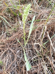 Dichromanthus michuacanus