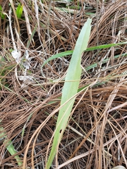 Dichromanthus michuacanus