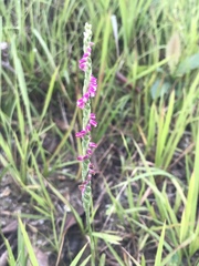 Spiranthes sinensis