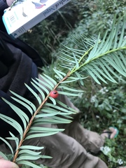 Taxus wallichiana