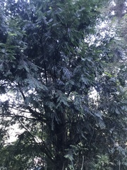 Taxus wallichiana