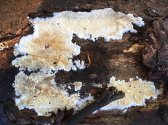 Cylindrobasidium evolvens