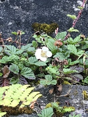Rubus nepalensis